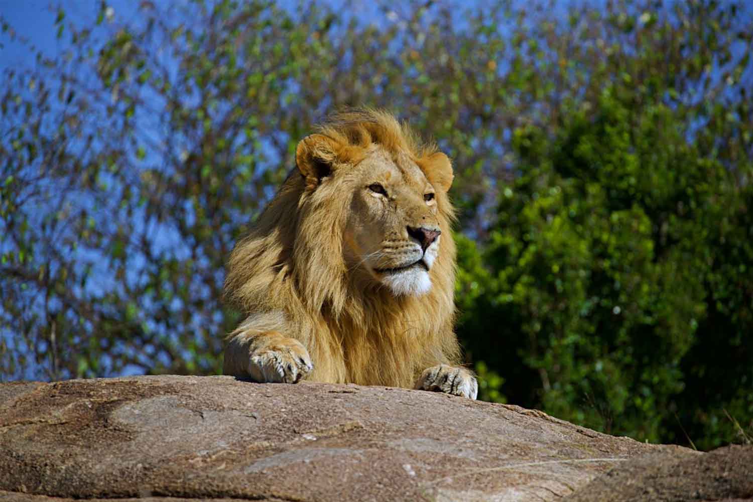 65dddf3e170004f72a5d5f2e_Lion-6