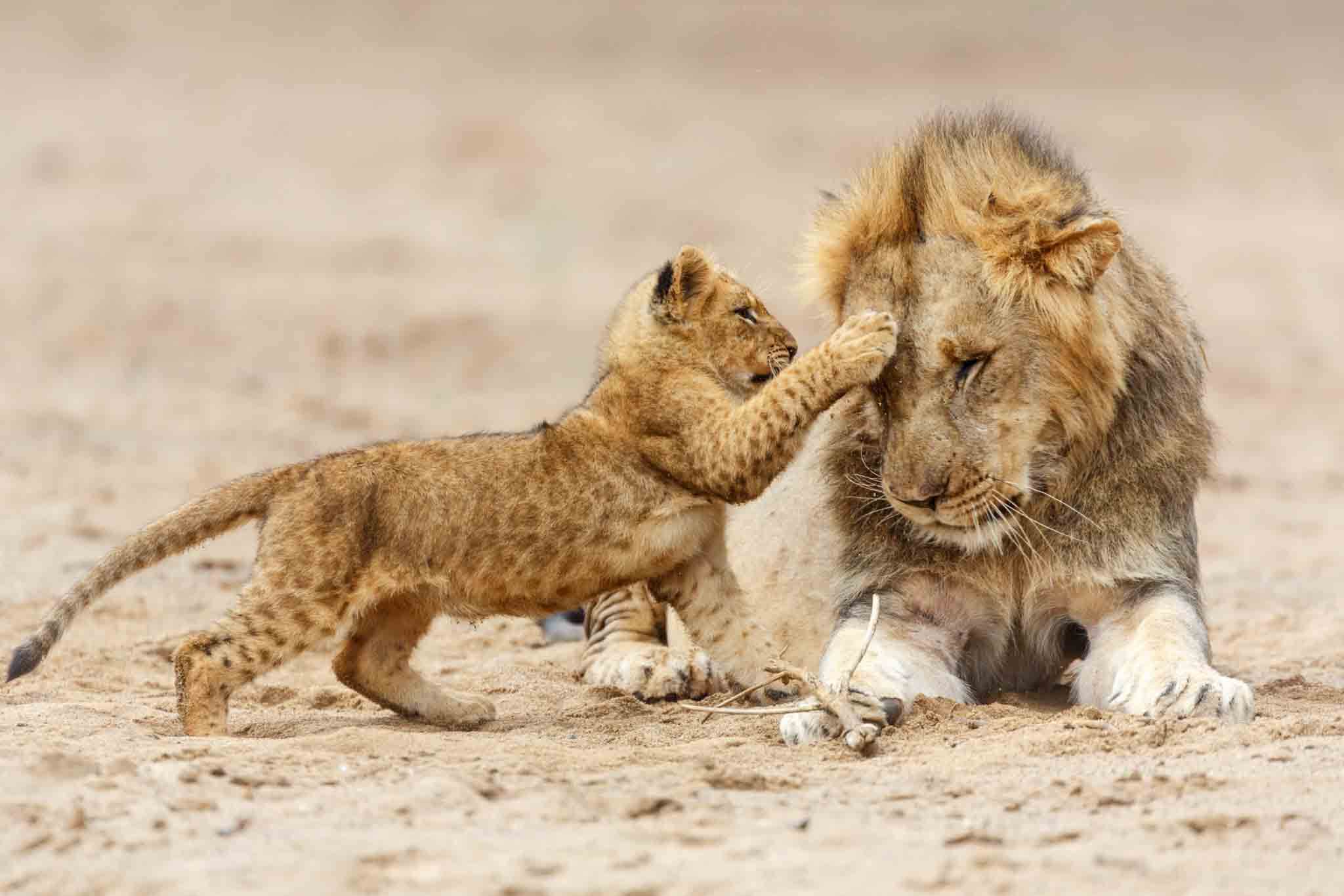 4-Day Tanzania Camping Safari