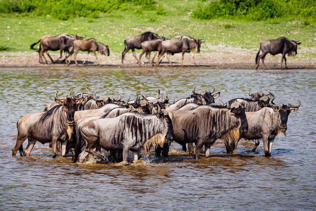 3-Day Serengeti Camping Safari