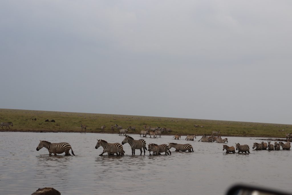 Best Tanzania Safari Packages