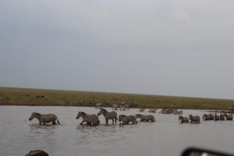 Best Tanzania Safari Packages