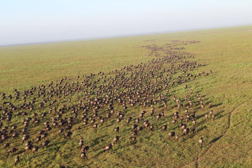 Tanzania Wildlife Safari