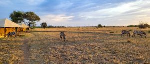4-day Tanzania camping safari